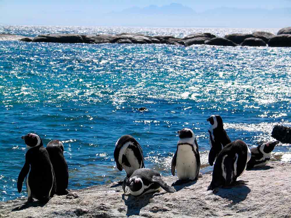 Pinguinos-Phillip-Island
