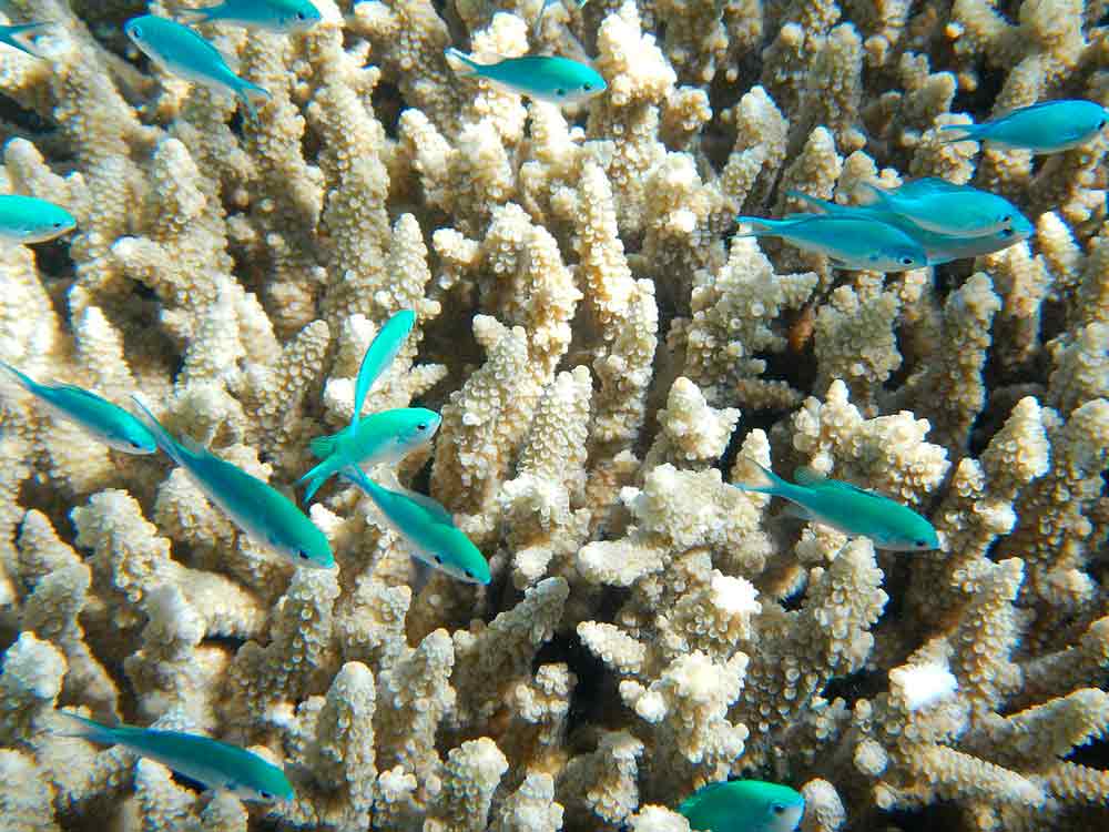 buceo-en-la-gran-barrera-de-coral